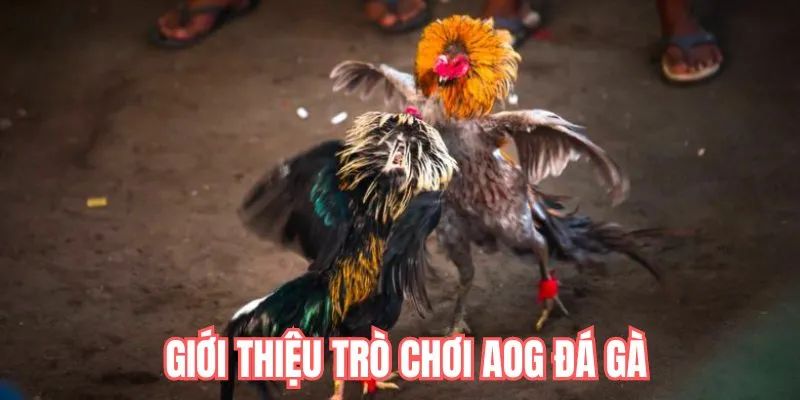 AOG đá gà được phát triển mạnh tại 32win